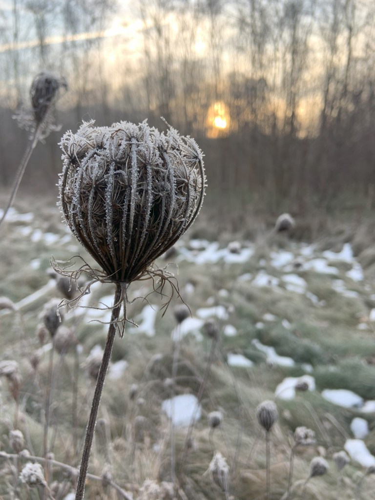 A plant in a local park. The head of the plant is covered in frost. In the background there is some snow on the long grasses and a late afternoon sun peaks through the leafless trees.